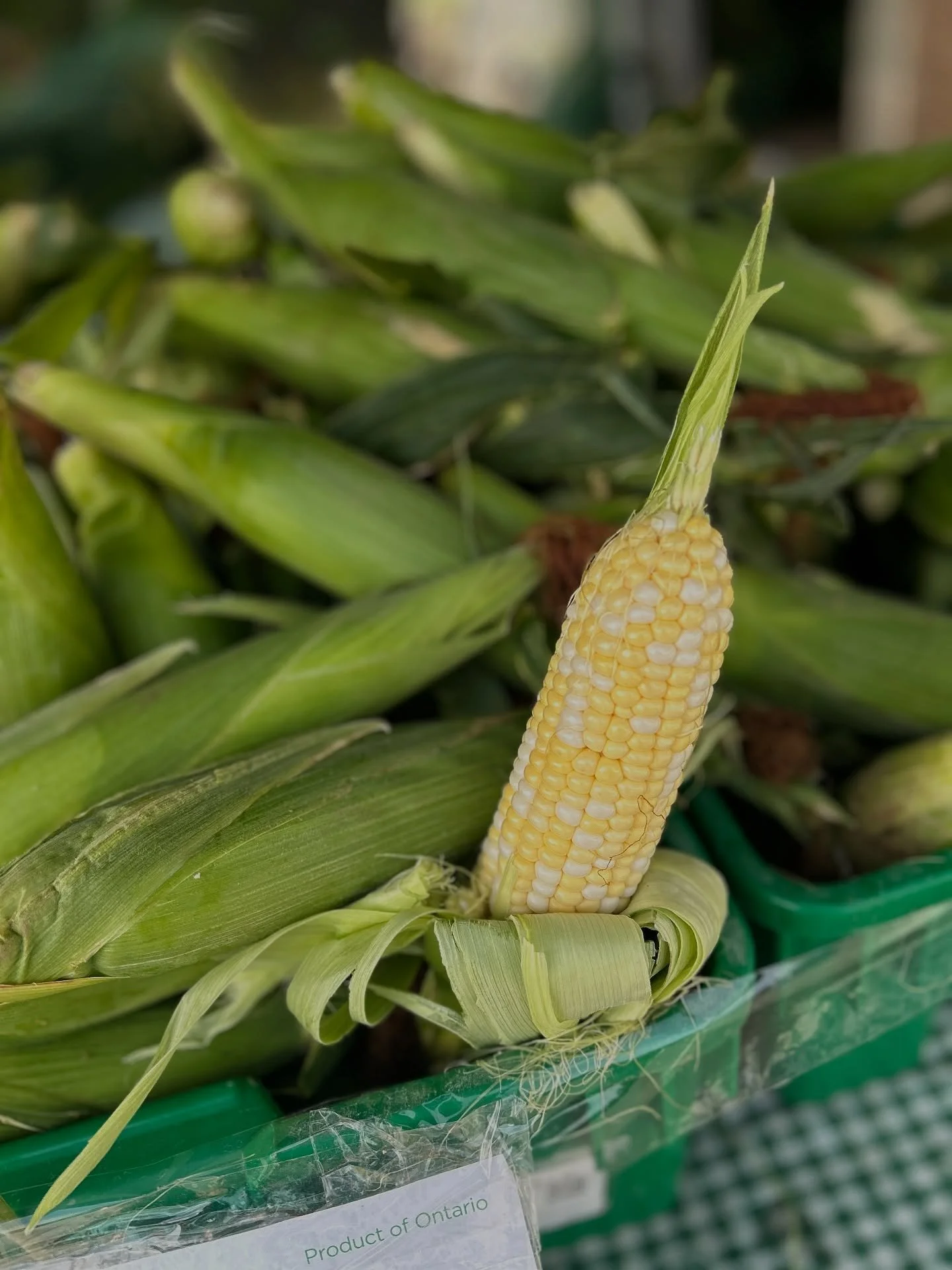 Corn Festival at the Lakefield Farmers' Market