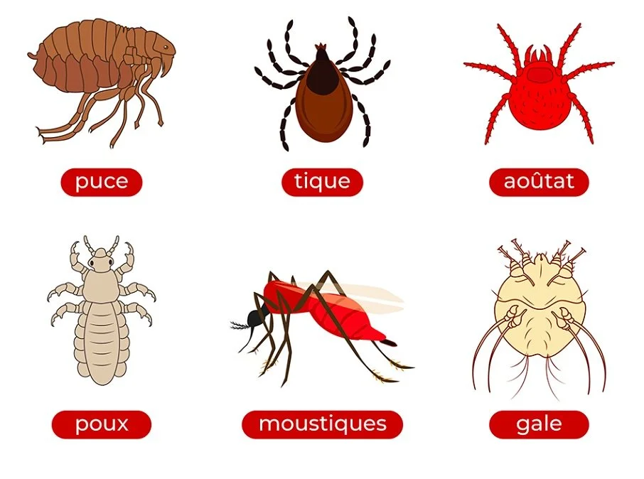 Les parasites sont une menace toute l&rsquo;ann&eacute;e !
✔️ Prot&eacute;gez votre compagnon avec des antiparasitaires adapt&eacute;s (pipettes, colliers, comprim&eacute;s)
✔️ Inspectez r&eacute;guli&egrave;rement son pelage
✔️ Vermifugez-le plusieu