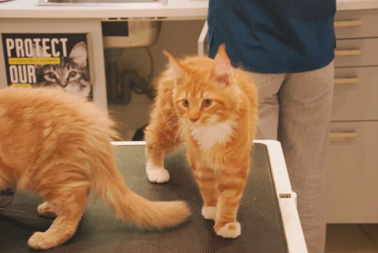 Comme &agrave; la maison ! 
Chez nous, les animaux se sentent vite chez eux&hellip; la preuve avec ces deux adorables b&eacute;b&eacute;s Maine Coon en pleine exploration...

Vous aussi, partagez avec nous les photos de vos compagnons &agrave; quatre