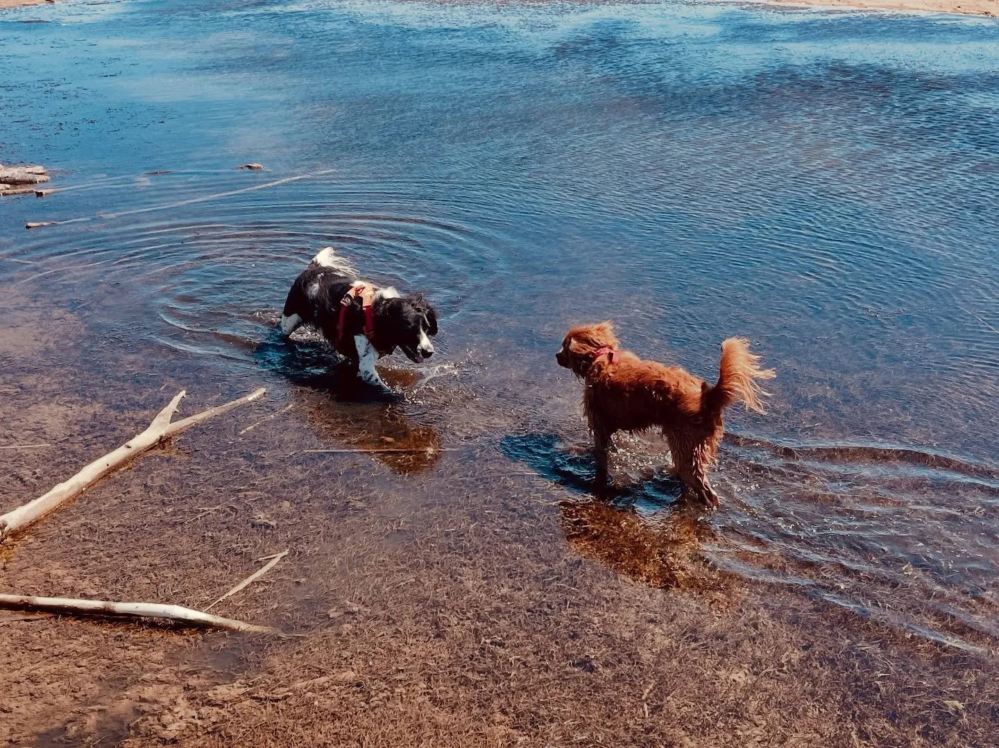 ☀️ ALERTE CANICULE : Prot&eacute;gez vos animaux !

Les fortes chaleurs peuvent &ecirc;tre dangereuses pour nos compagnons &agrave; 4 pattes. Voici nos recommandations :

✅ Eau fra&icirc;che &agrave; volont&eacute; &ndash; Renouvelez-la plusieurs foi