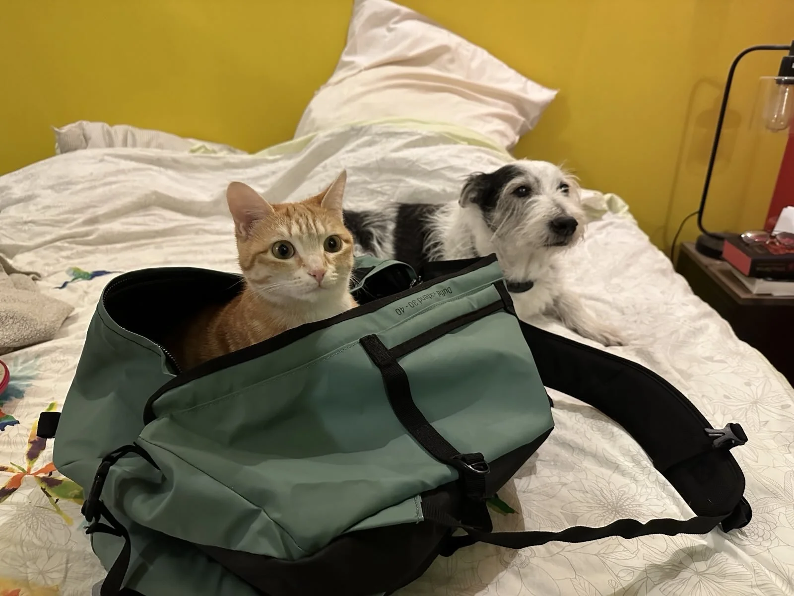 Un chat orange et un chien blanc et noir sont sur un lit, avec le chat à l'intérieur d'un sac de voyage vert.