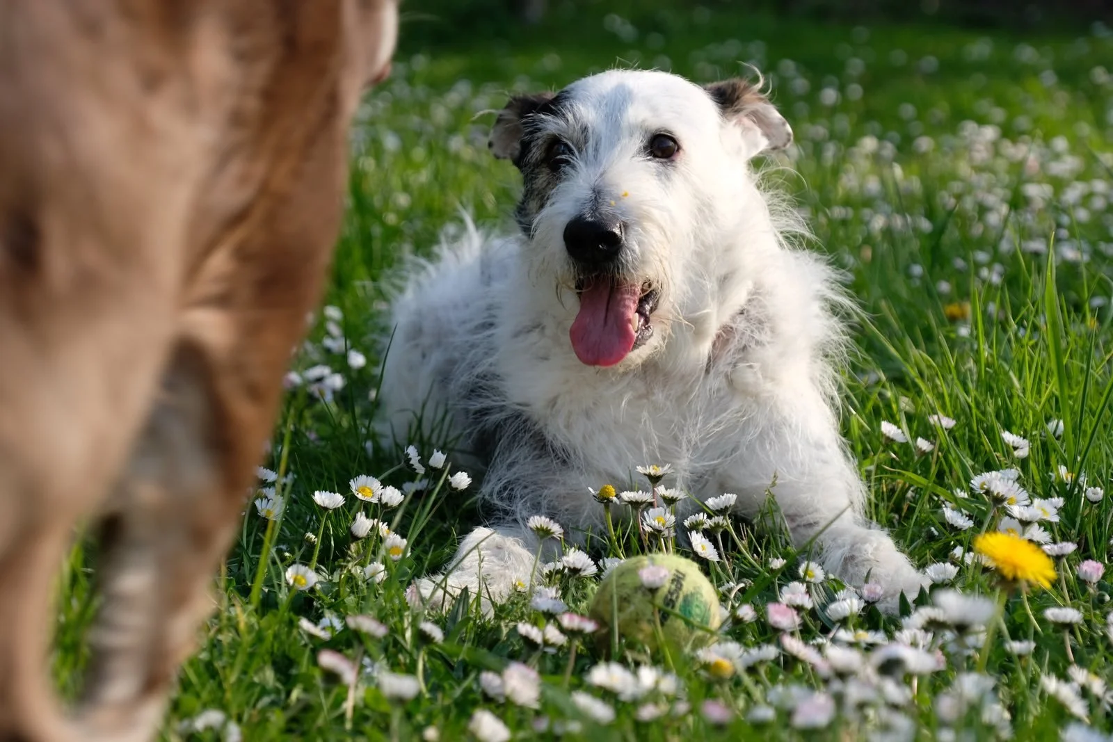Un chiot blanc avec taches noires allongé dans l'herbe, face à un autre chien, dans un champ avec des fleurs de marguerite, avec une balle de tennis devant lui.