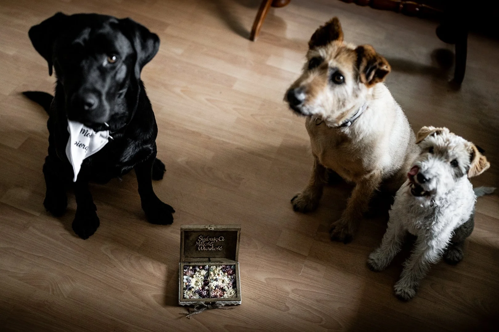Three dogs sitting on a wooden floor near a small wooden box filled with flowers.