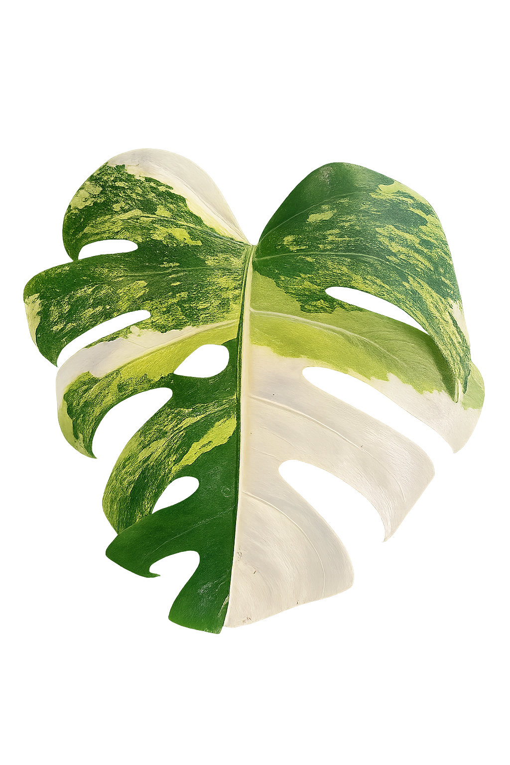Green, cream, and yellow variegated Monstera leaf