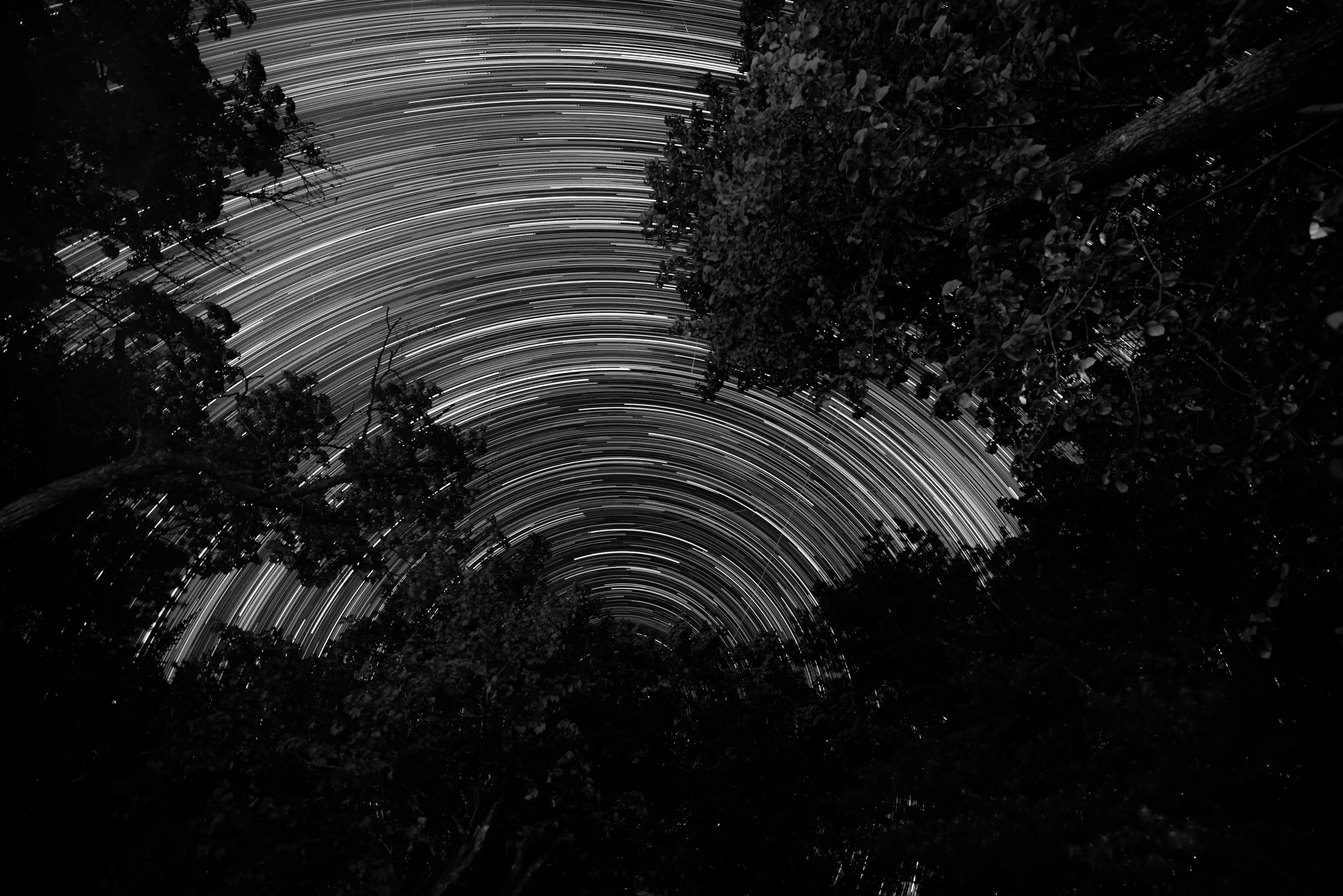 Star Trail wide tree D750 LR edit.jpg