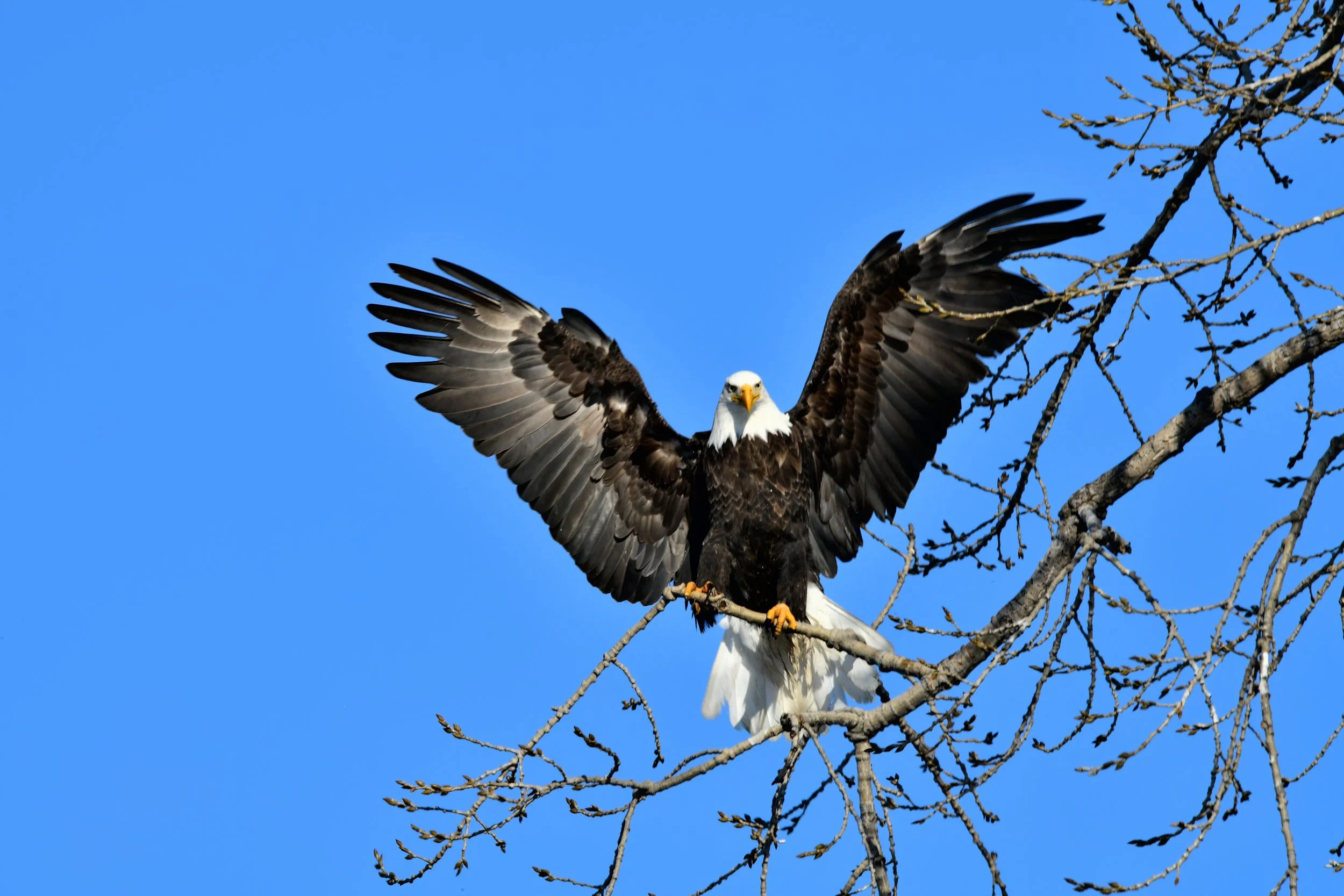 Eagle PI PS Edit.jpg