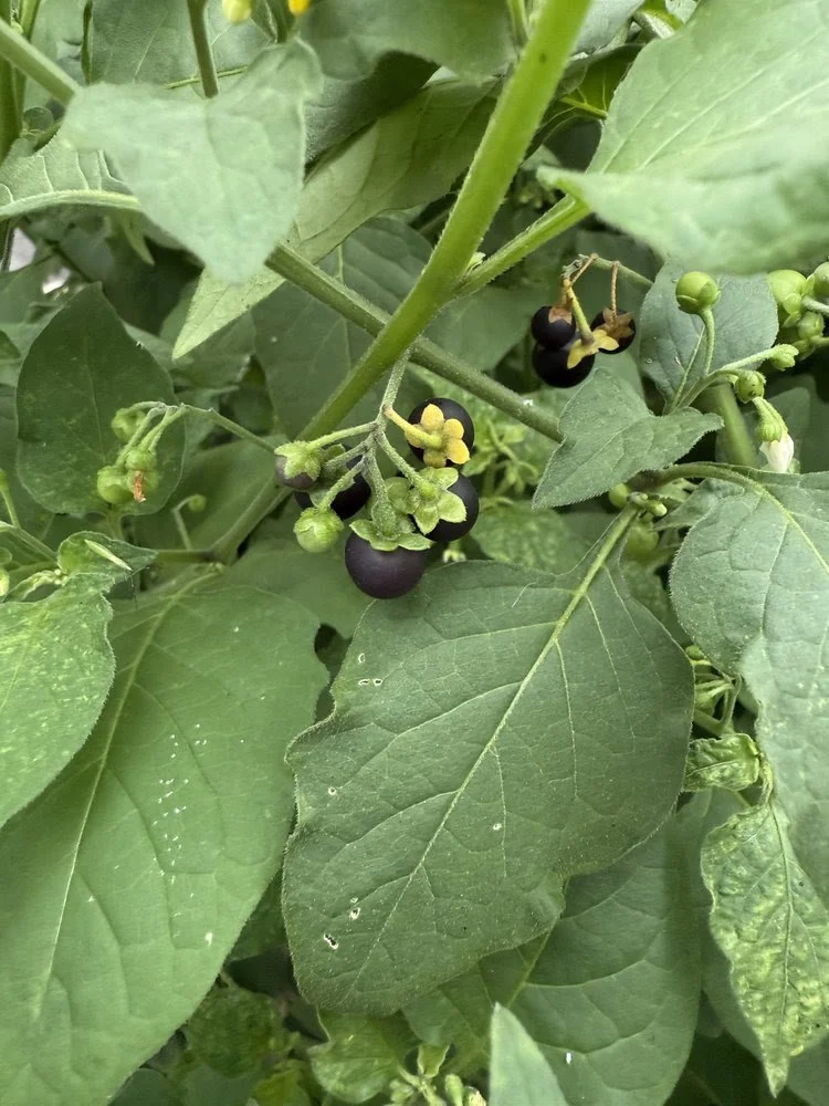 Should they eat that?