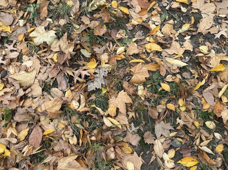 Leave the leaves (somewhere)