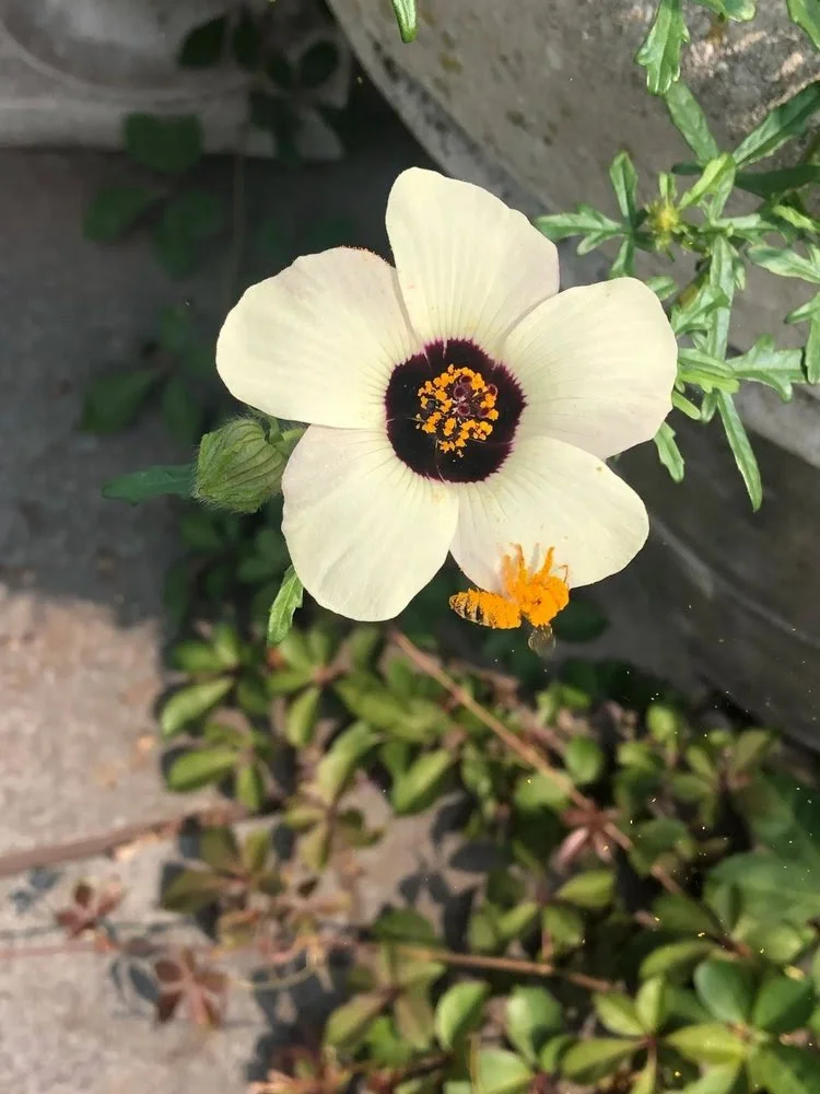June 22-28 is Pollinator Week