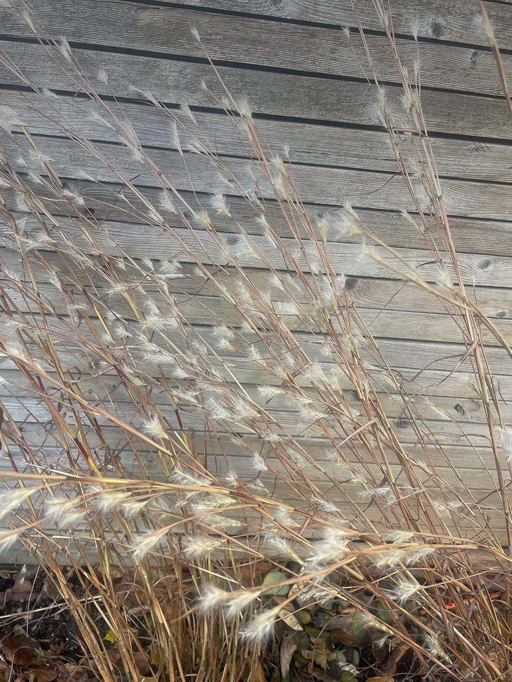 Bluestem_S_CC.jpg