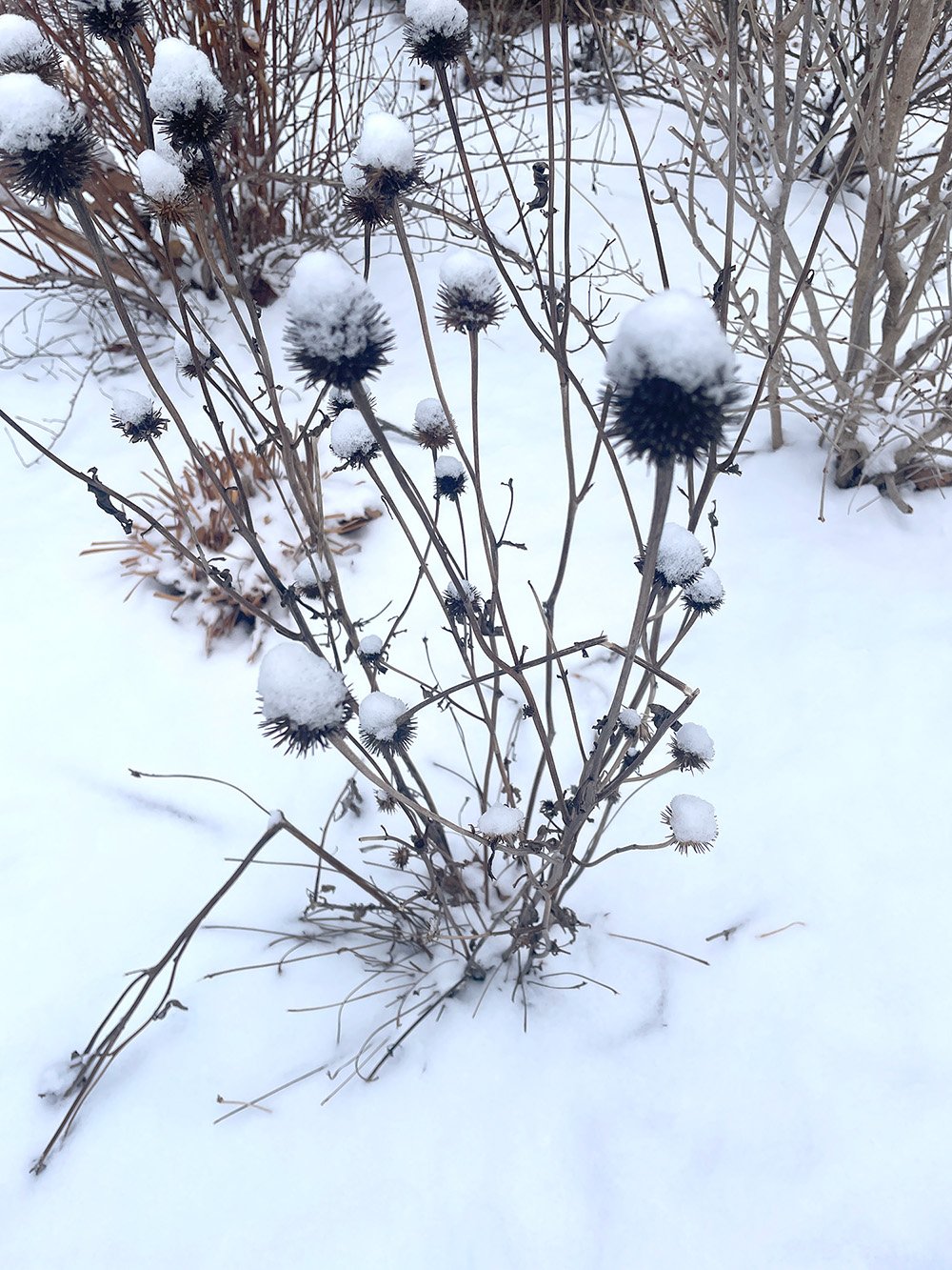 WinterSeedHeads_S.jpg