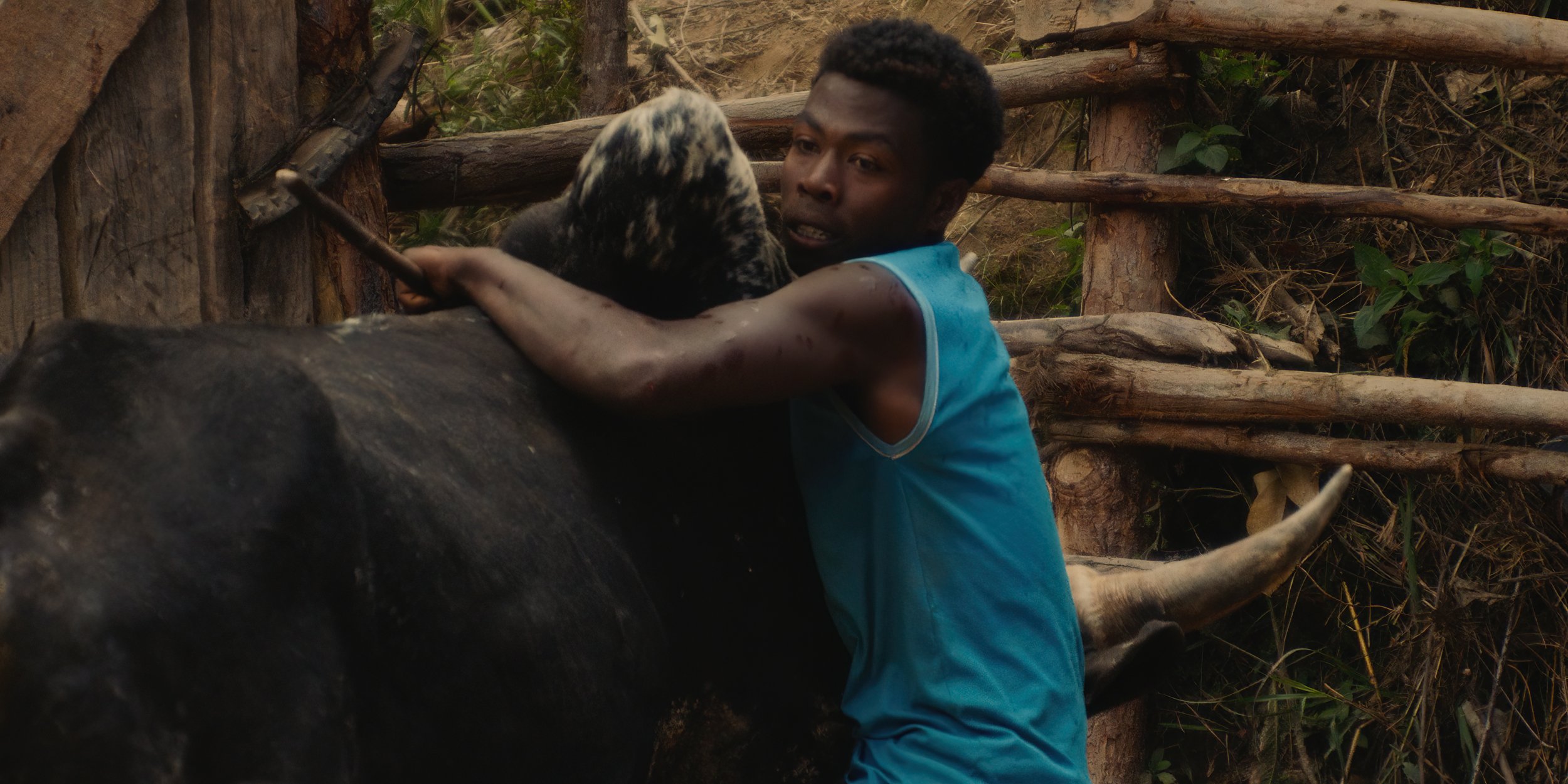 Bull fighting, Madagascar