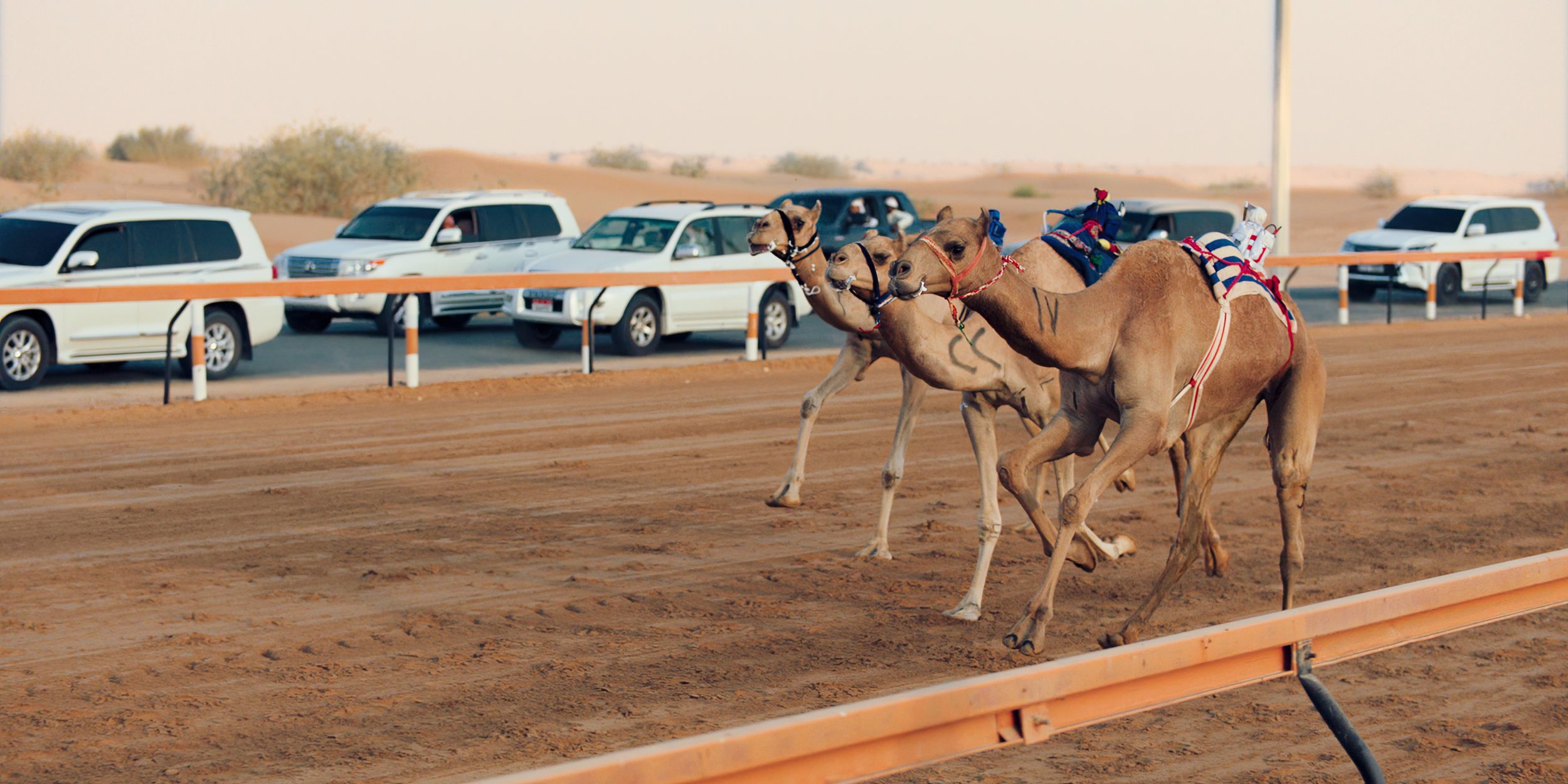 Camel racing, UAE