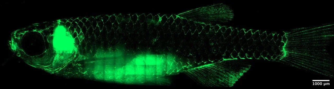 Fluorescent microscopic image of a fish