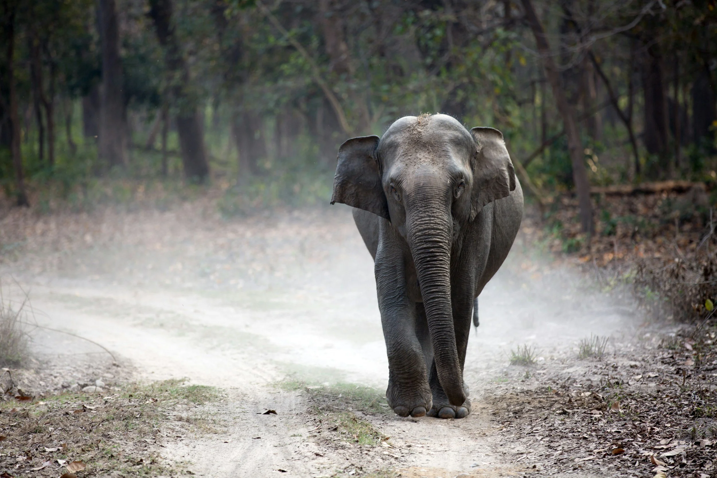 A young elephant walking on a dirt path through a forest.