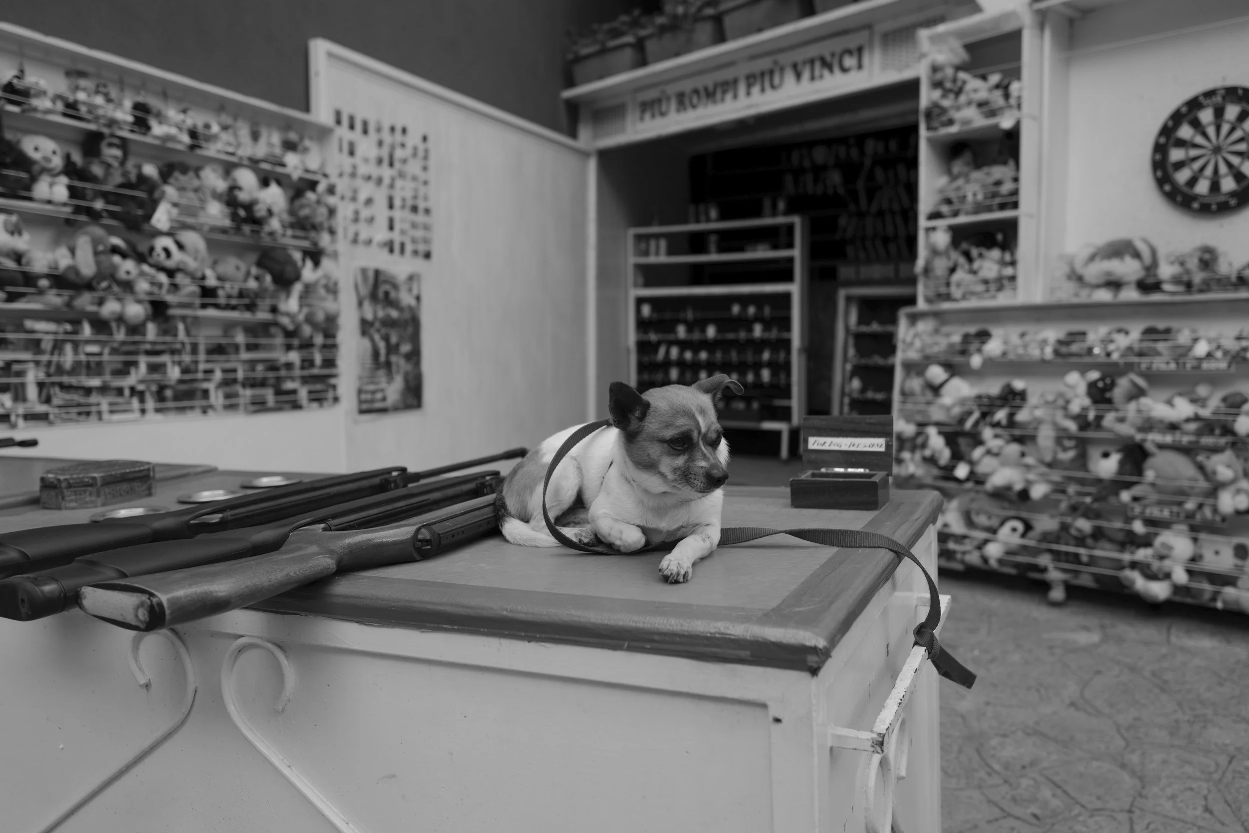 Ein kleiner Hund liegt auf einem Tisch neben Spielzeuggewehren in einem Geschäft. Im Hintergrund sind Regale voller Plüschtiere zu sehen. An der Wand hängt eine Dartscheibe.