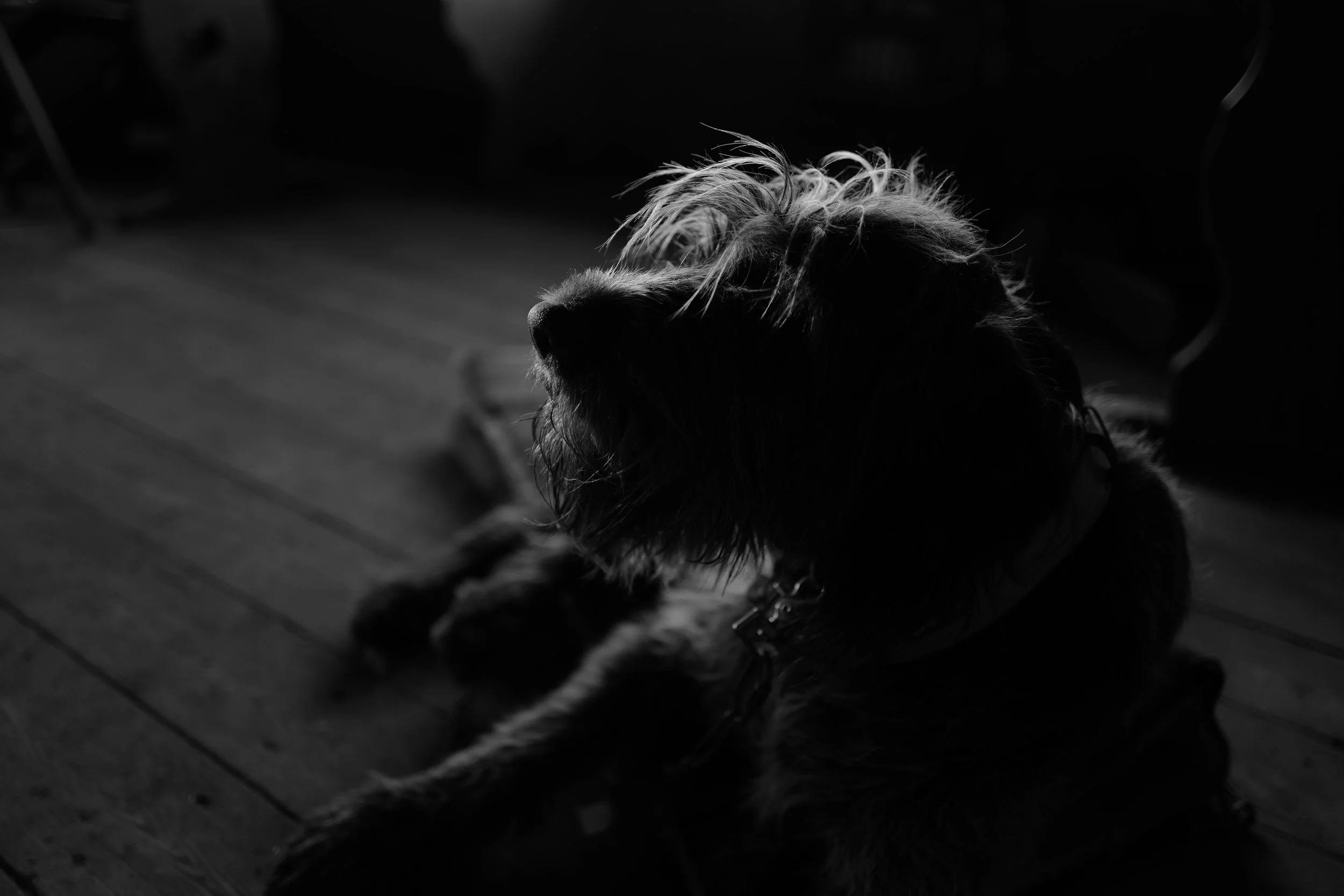 Schwarz-weiß-Foto eines Hundes in Seitenansicht, liegend auf Holzboden in einem dunklen Raum. Der Hund ist vorwiegend als Silhouette zu erkennen, da er von hinten beleuchtet wird.