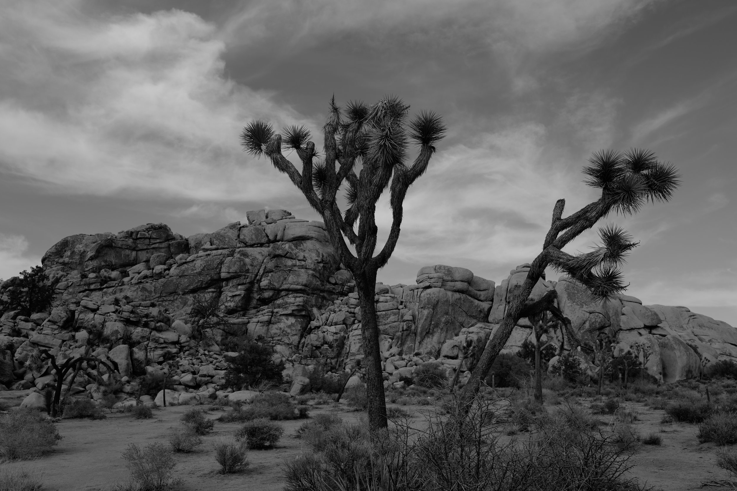 Ein Wüstenbild mit einer Joshua Tree in der Mitte, umgeben von Felsen und kleineren Büschen, unter einem bewölkten Himmel.