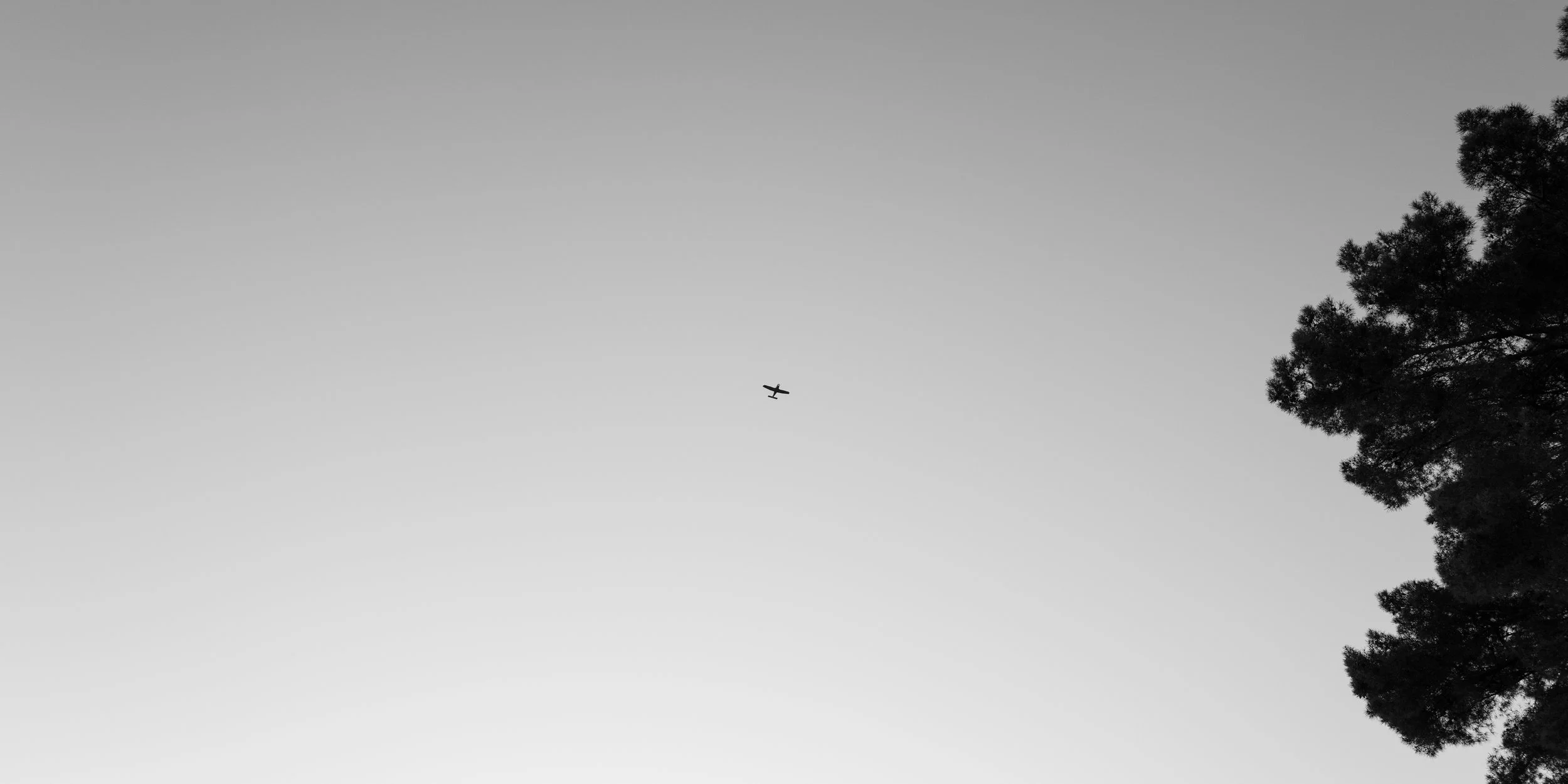 Ein einzelner Flugzeug fliegt über einem klaren Himmel, mit einer großen Baumkrone rechts im Bild.
