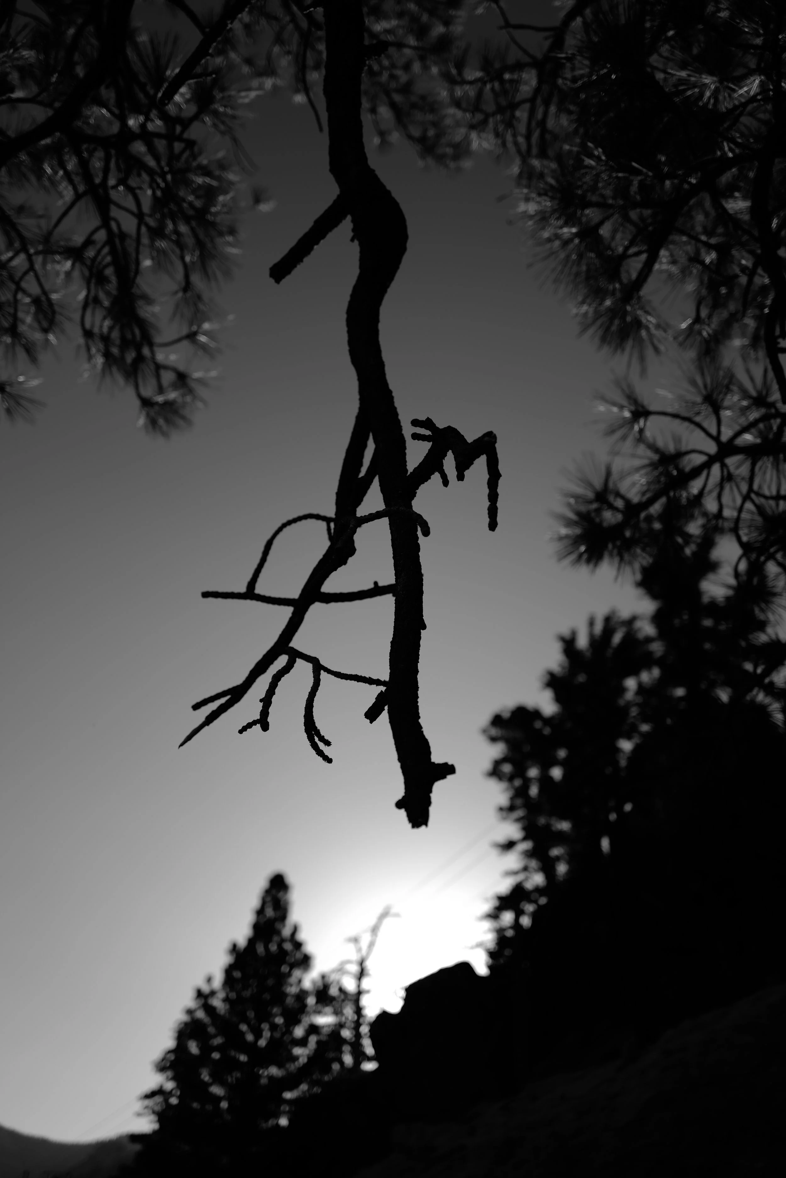Schatten eines Baumes mit zerbrochenem Zweig vor einem Sonnenuntergang, im Hintergrund weitere Bäume.