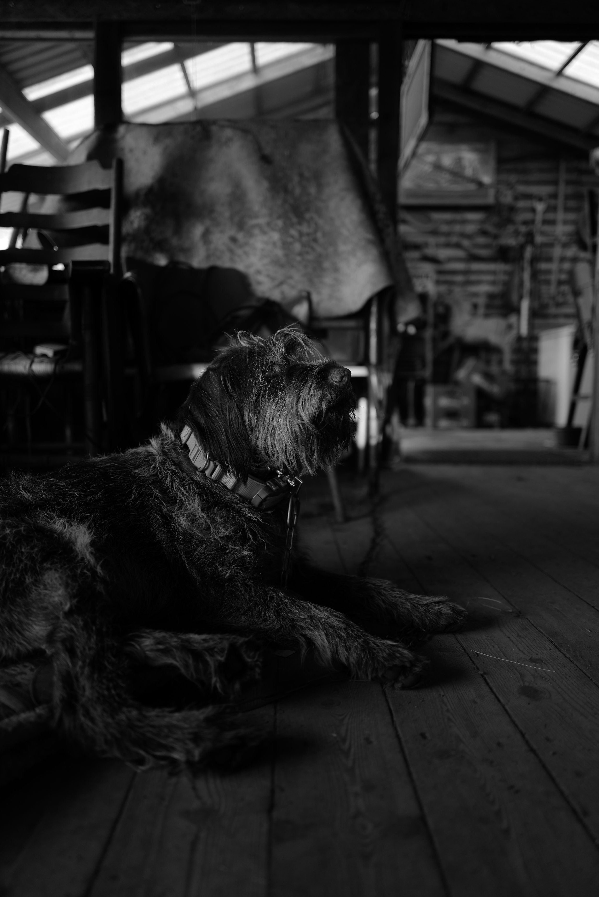Schwarz-weiß Fotografie eines Hundes auf einem Holzboden in einem rustikalen Raum, mit Stühlen und einem Teppich im Hintergrund.