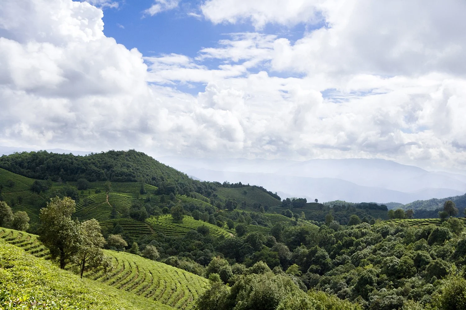scenic-view-of-tea-plantation-yunnan-2024-10-16-19-16-22-utc.jpg