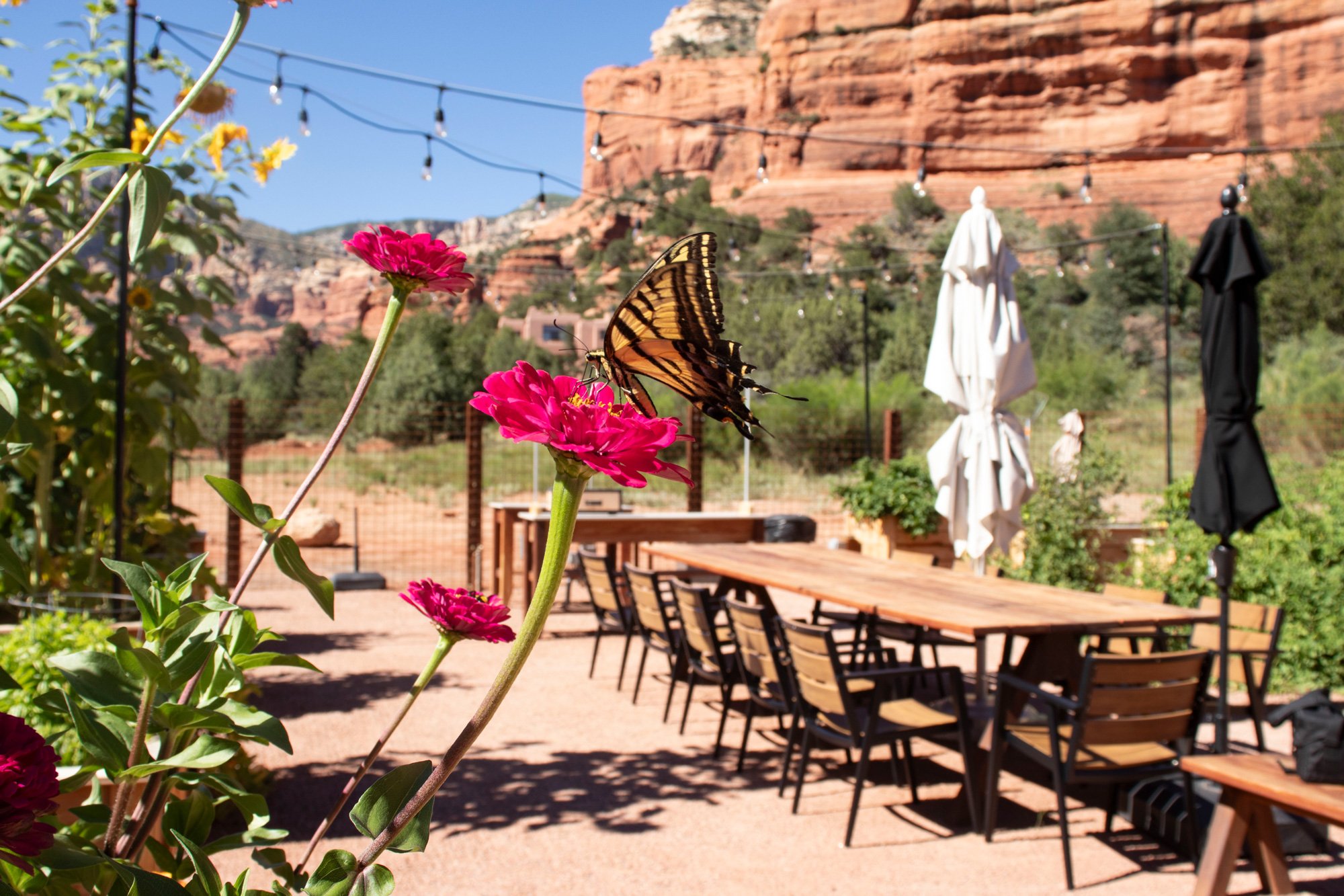 Butterfly-with-tables-in-background.jpg