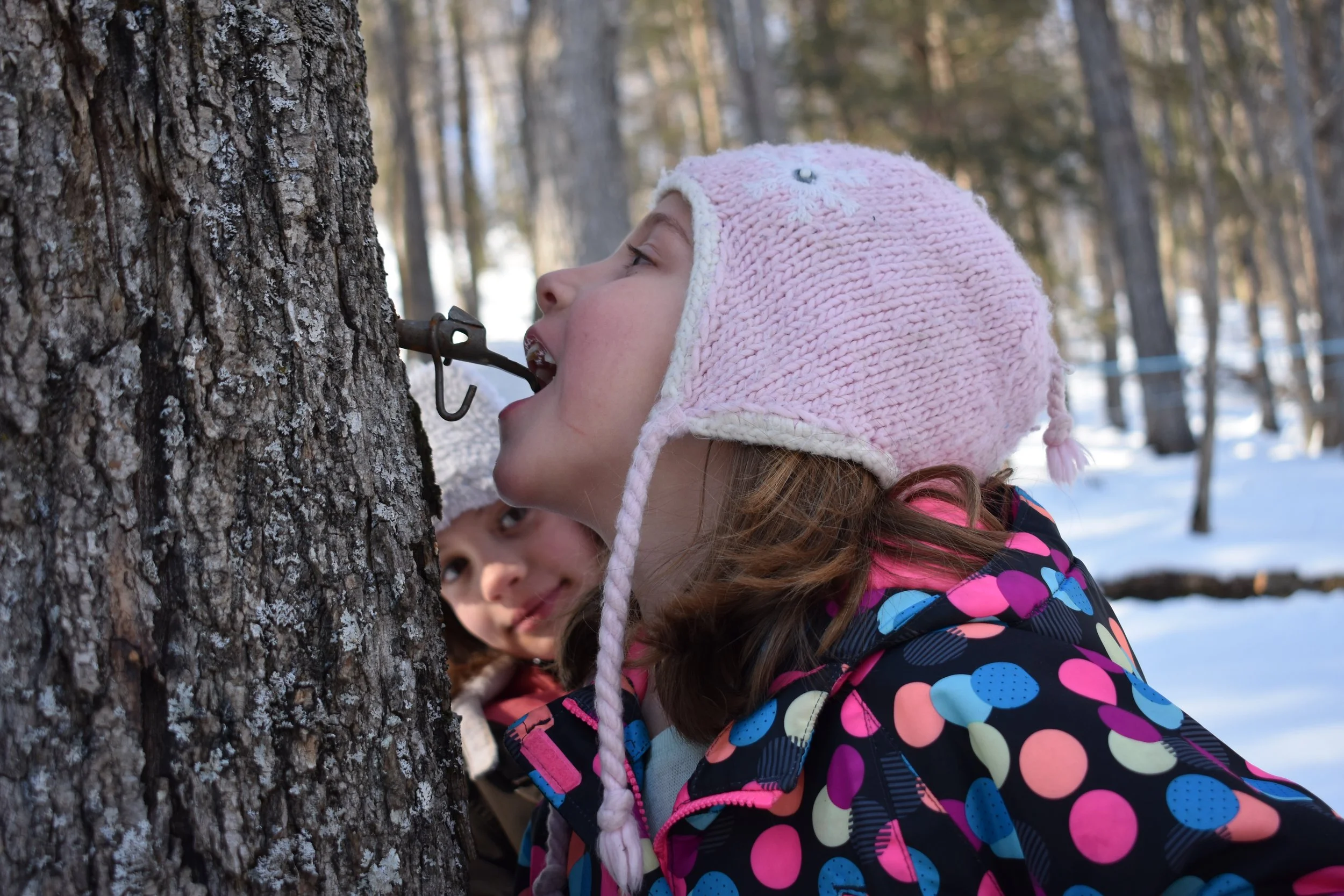 Where sap drips, hope rises