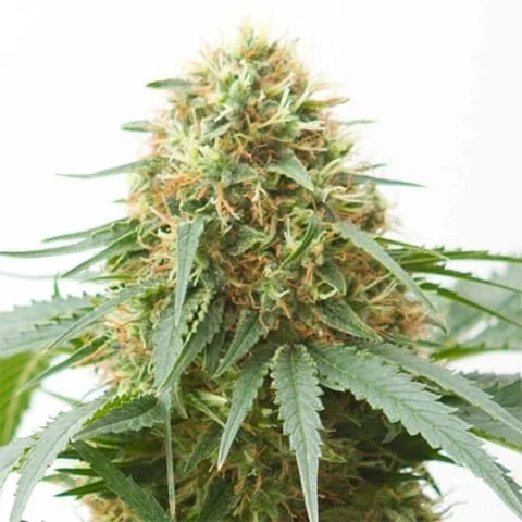 Northern Lights (Indica) 3 pack- Autoflower