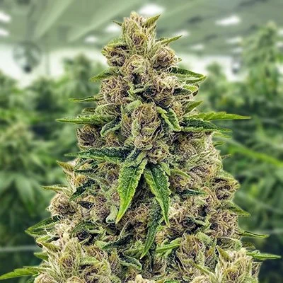 Godfather OG (Indica) 3 pack- Photo Fem