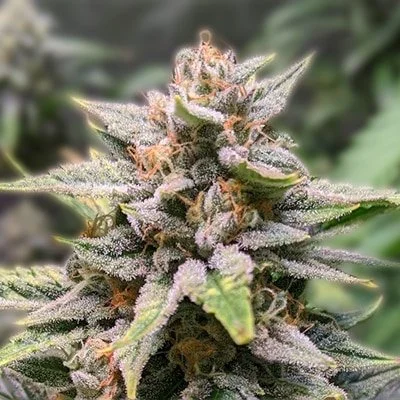 Fat Bastard (Hybrid) 3 pack- Autoflower