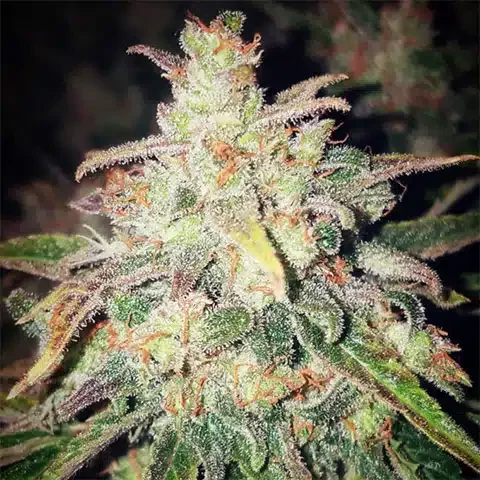 White Widow Meth (Sativa) 3 Pack- Autoflower