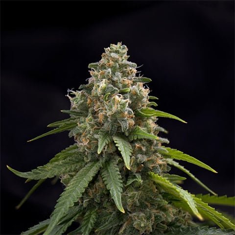 Green Crack (Sativa) 3 pack- Autoflower