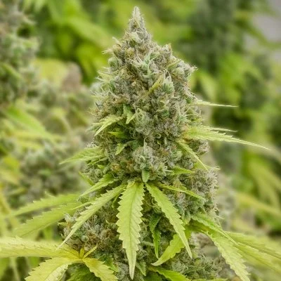 Pineapple Express (Indica) 3 pack- Photo Fem