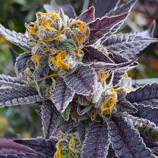 Tangie Purple Punch (Hybrid) 3 pack- Photo Fem