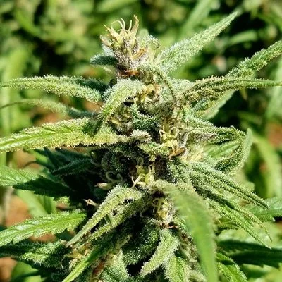 Alaskan Thunderfuck (Sativa) 3 pack- Photo Fem