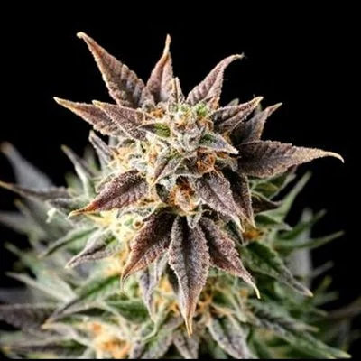 Acapulco Gold (Indica) 3 pack- Autoflower