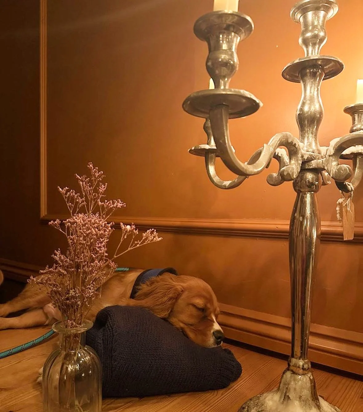 A brown puppy is sleeping on a black blanket next to a vase with pink flowers, in front of a wooden wall with an orange-brown tone. Part of a silver candelabrum is visible on the right side of the image.
