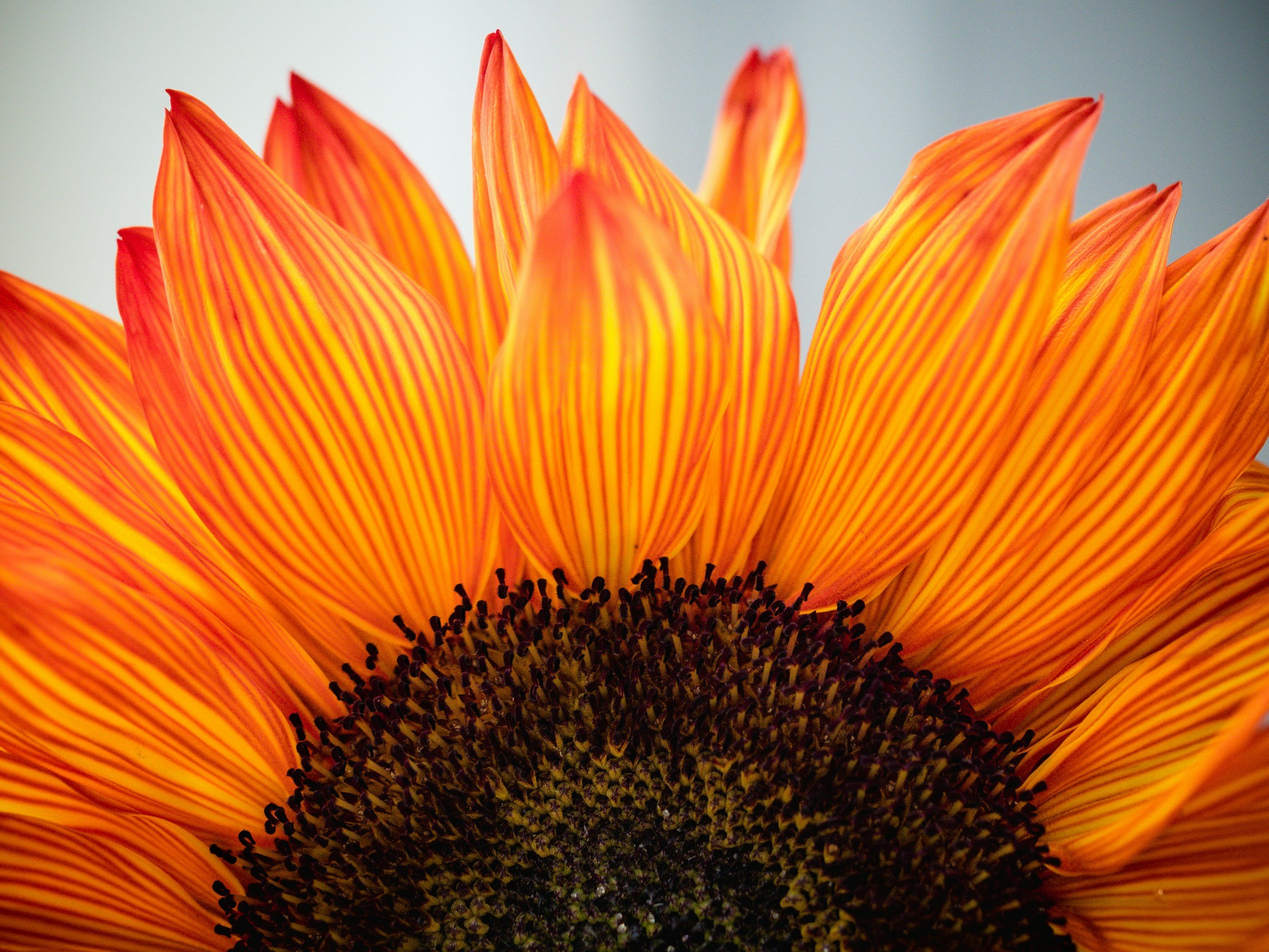 The Science and Benefits of Gratitude: How Appreciation Changes Your Mind and Life