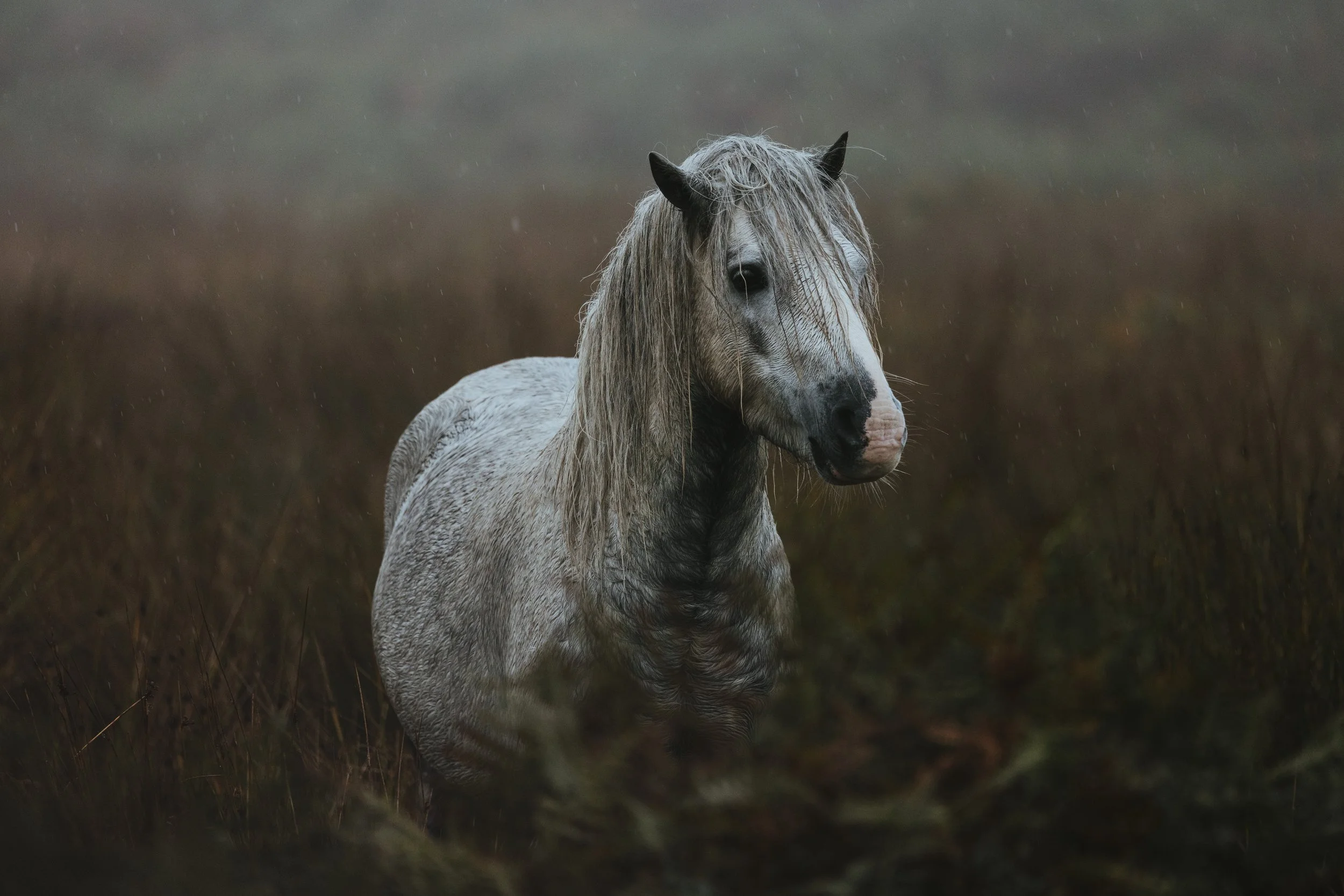 Long Mynd