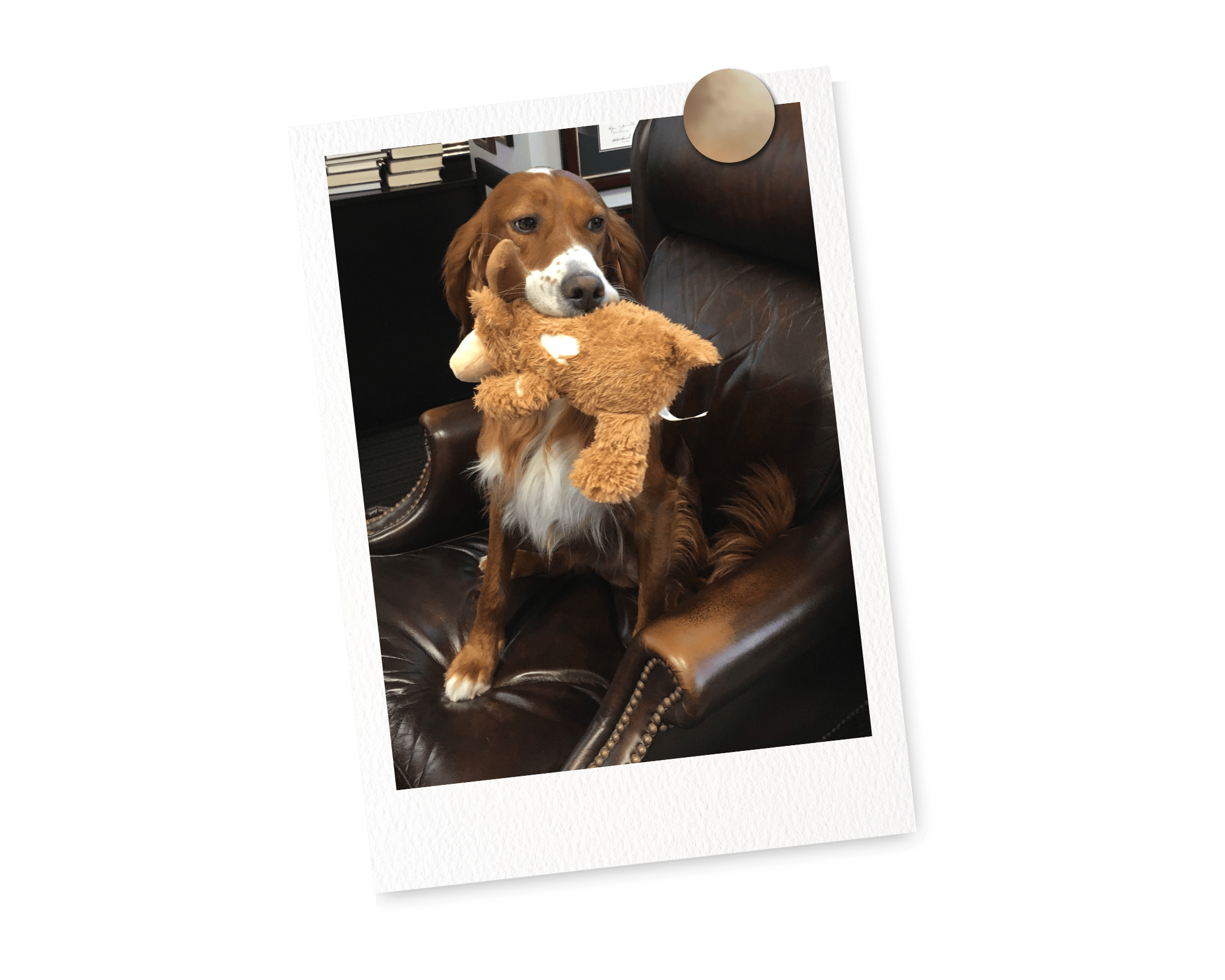 Beckett, Robert Alt's dog, missing Robert while he is gone climbing Everest.