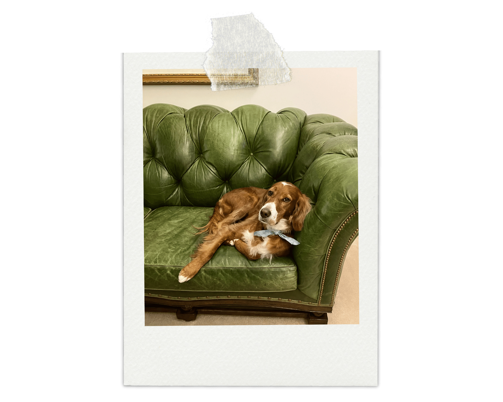 Beckett, Robert Alt's dog.