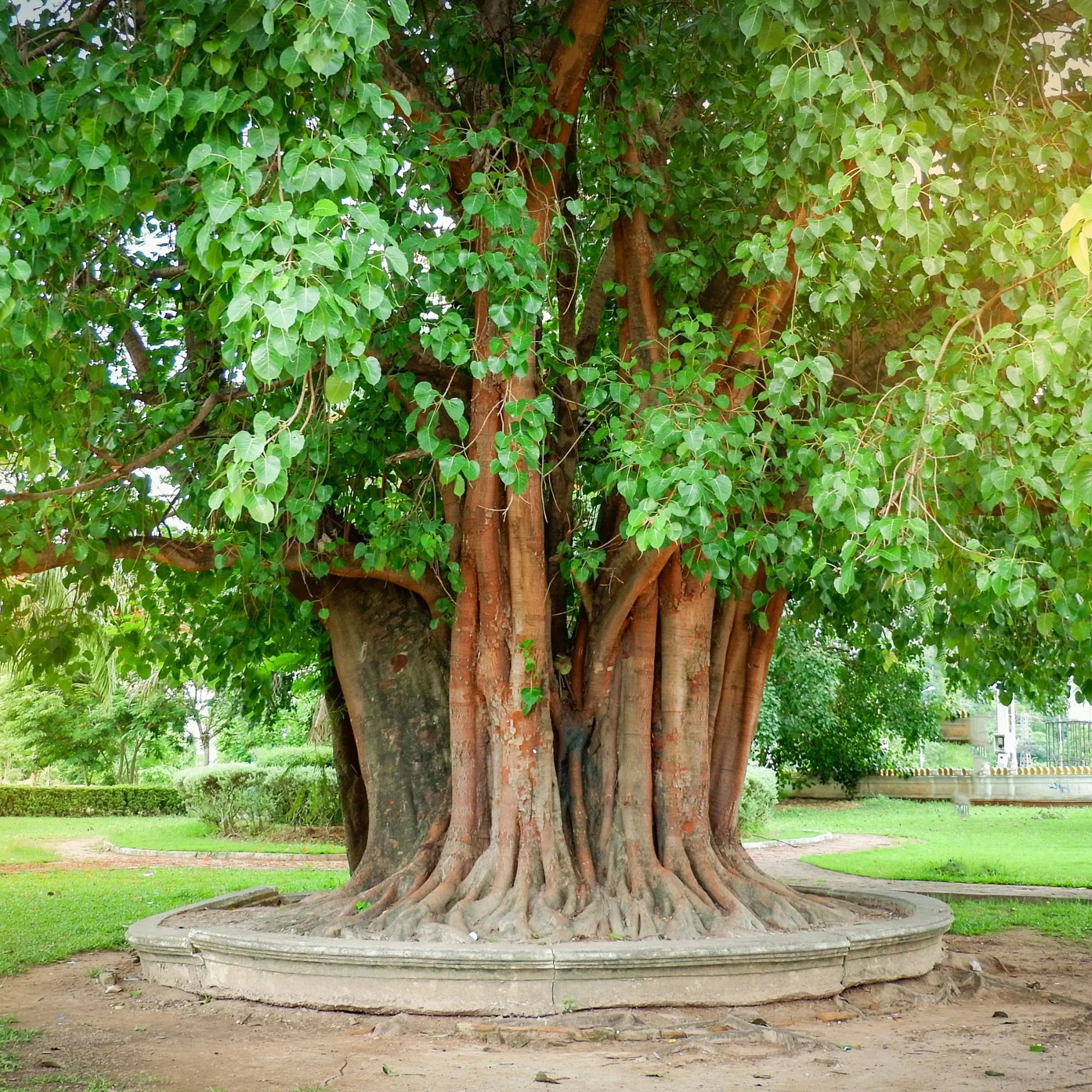 Ancient tree with thick, entwined trunks and vibrant green leaves, surrounded by a circular stone base in a lush, sunlit park.