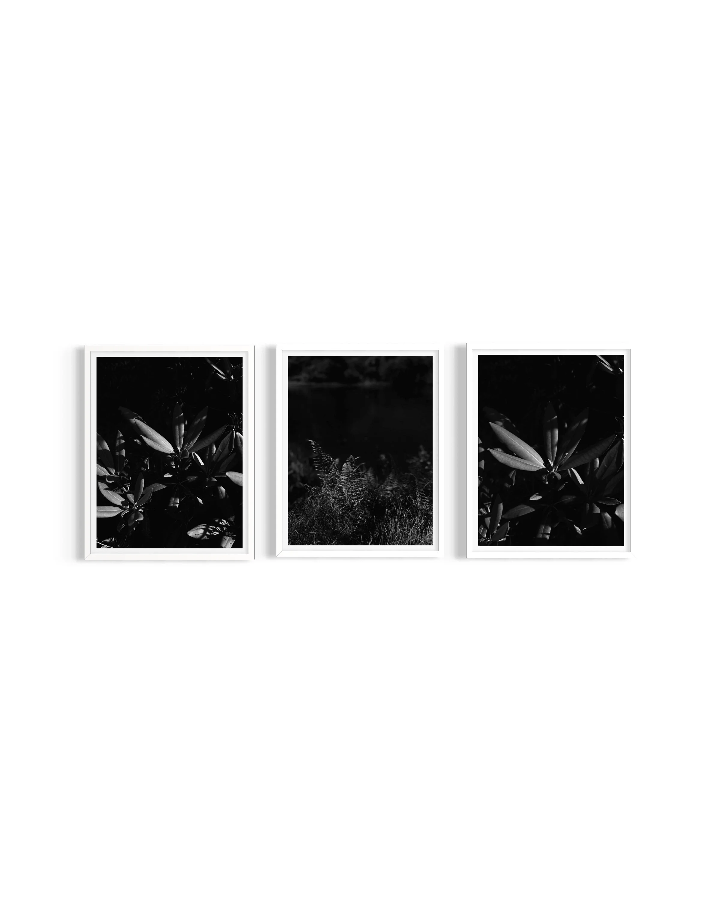 Monochrome - Flora
