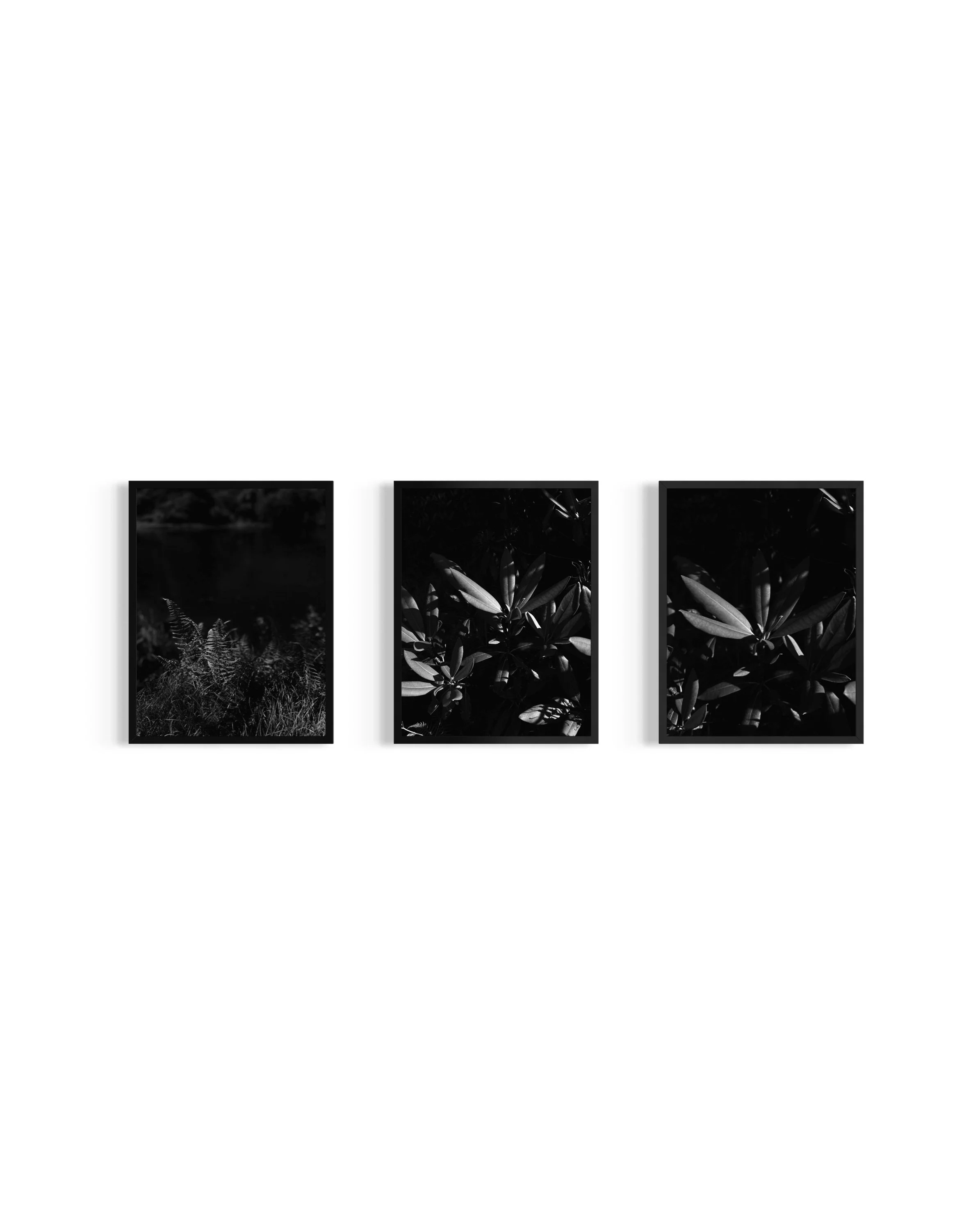 Monochrome - Flora