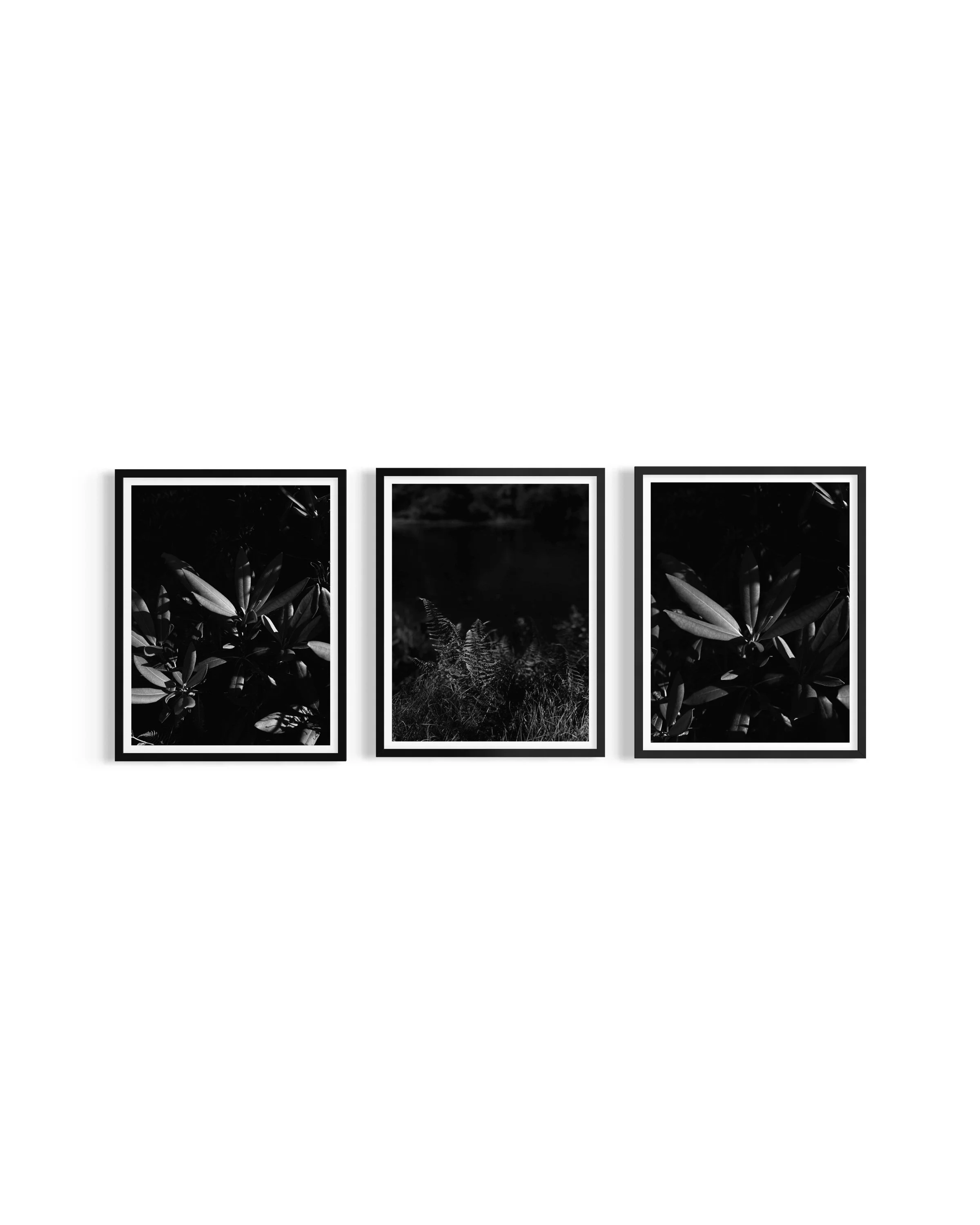 Monochrome - Flora