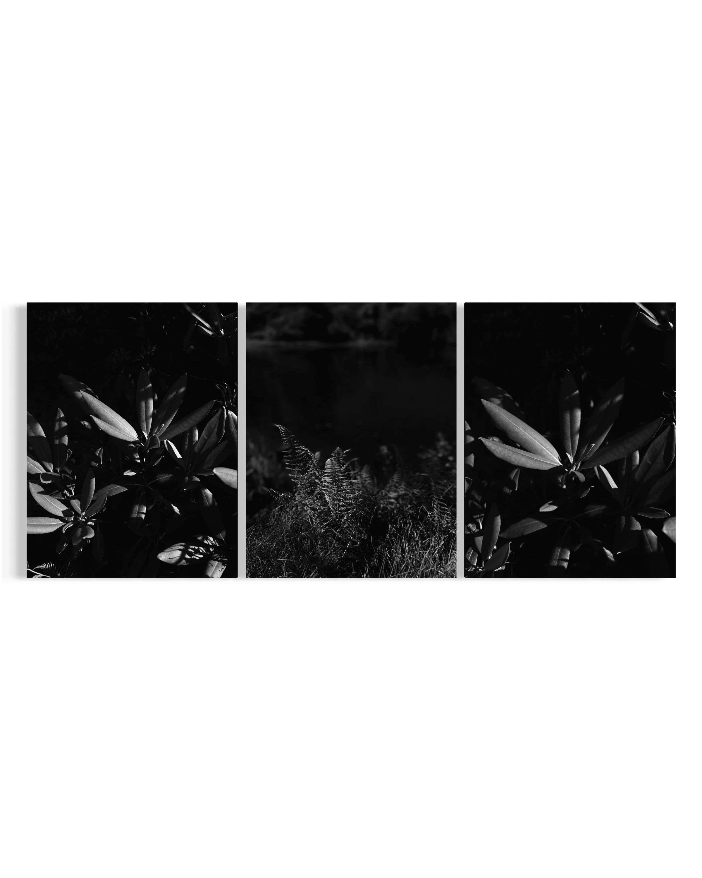 Monochrome - Flora