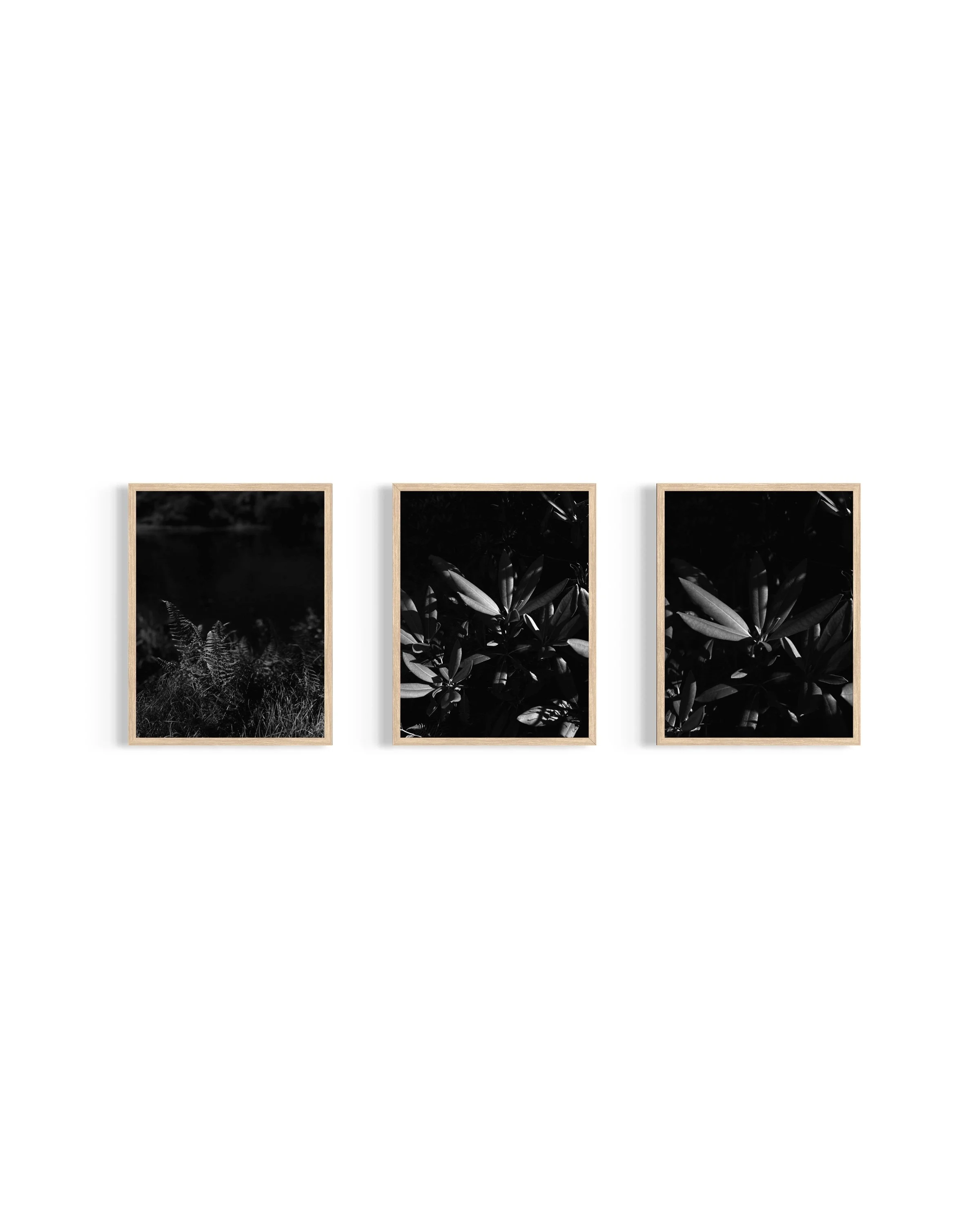 Monochrome - Flora