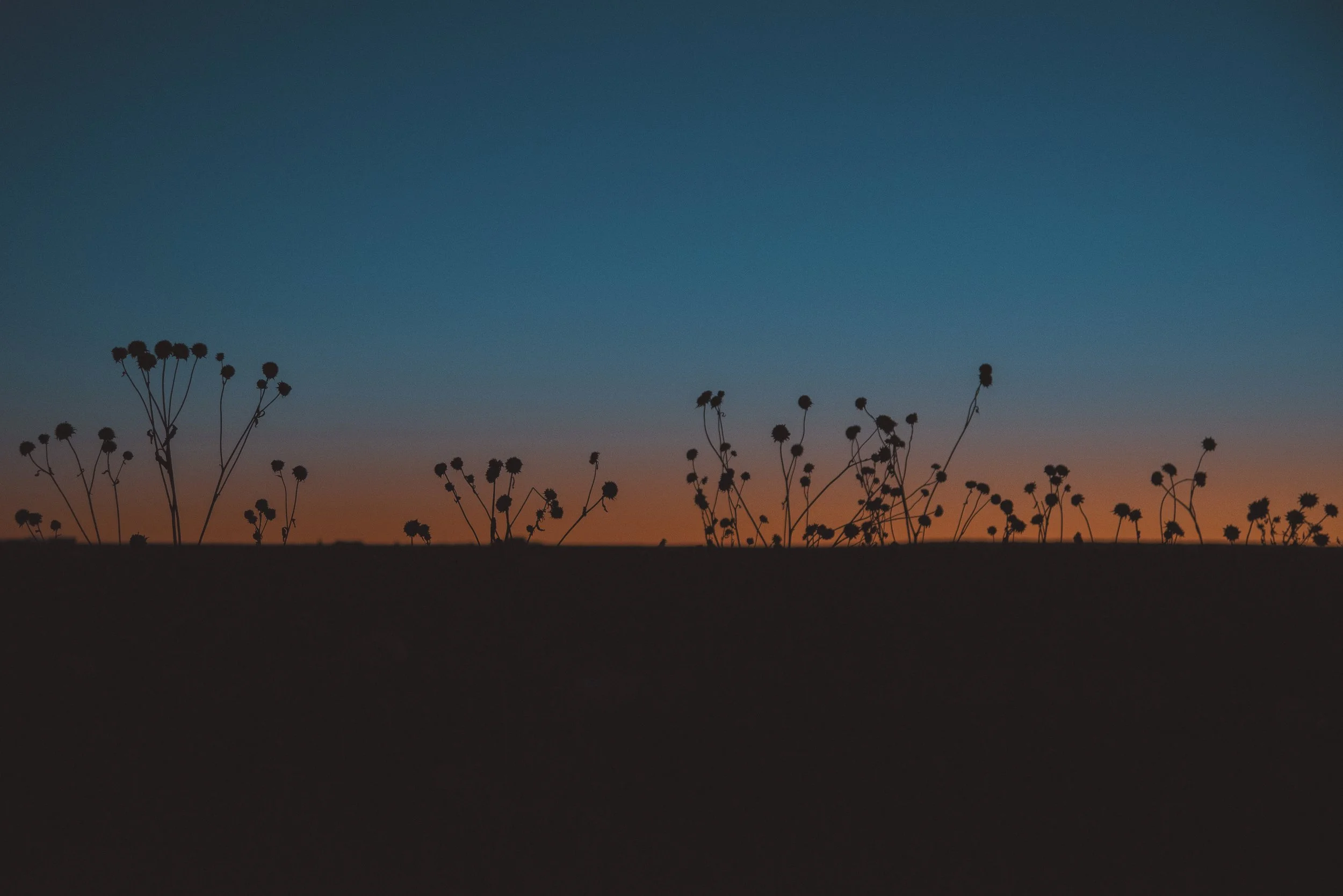 SUNSET DREAMS NM.jpg
