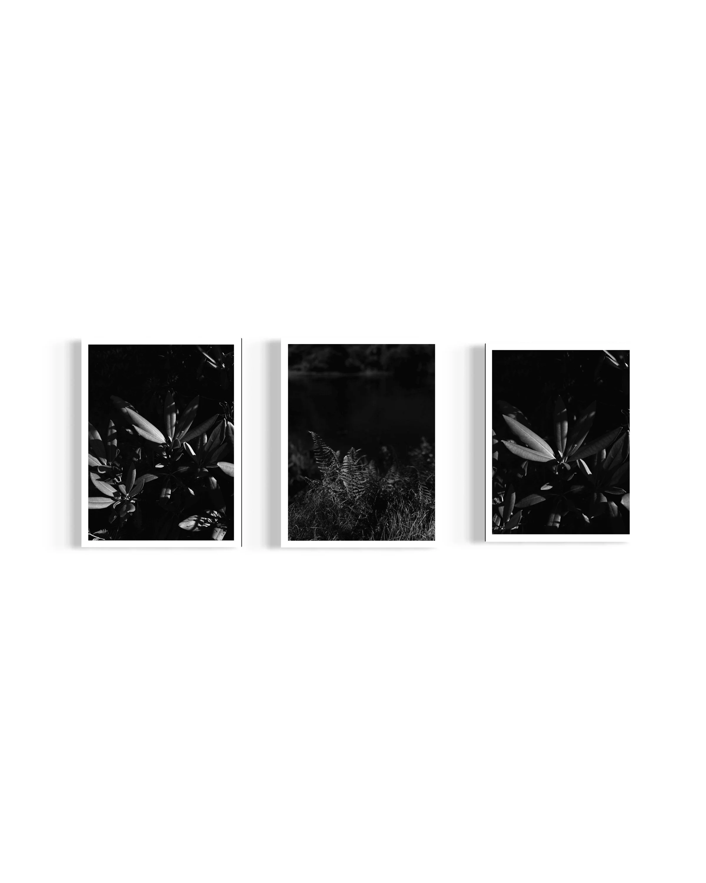 Monochrome - Flora